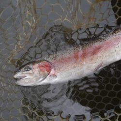 大安トラウトレイク 釣果